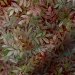 Congo Velvet Jewel Wine Roman Blind